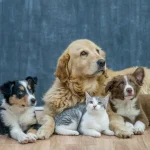 Baidu AI decode animal sounds human language system