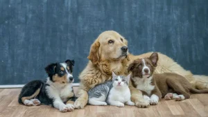 Baidu AI decode animal sounds human language system