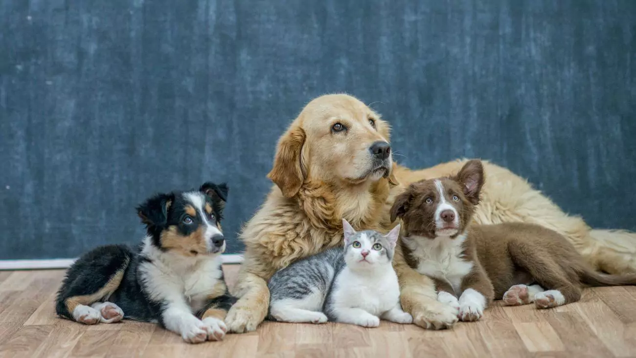 Baidu AI decode animal sounds human language system